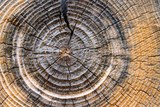 13344324-weathered-tree-rings